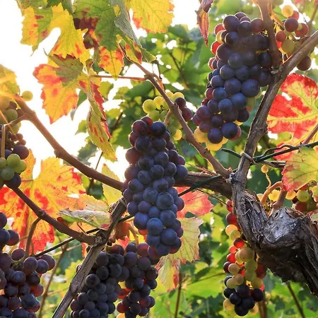 Riesling - Helle Und Grosszuegige Mit Guter Anbindung * Майнц