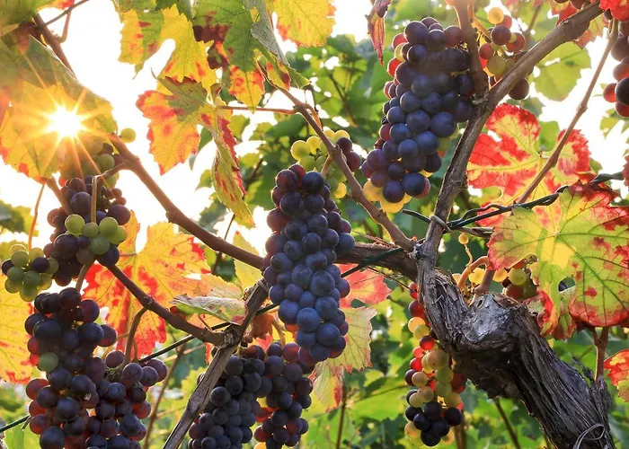 Riesling - Helle Und Grosszuegige Mit Guter Anbindung * Mayence